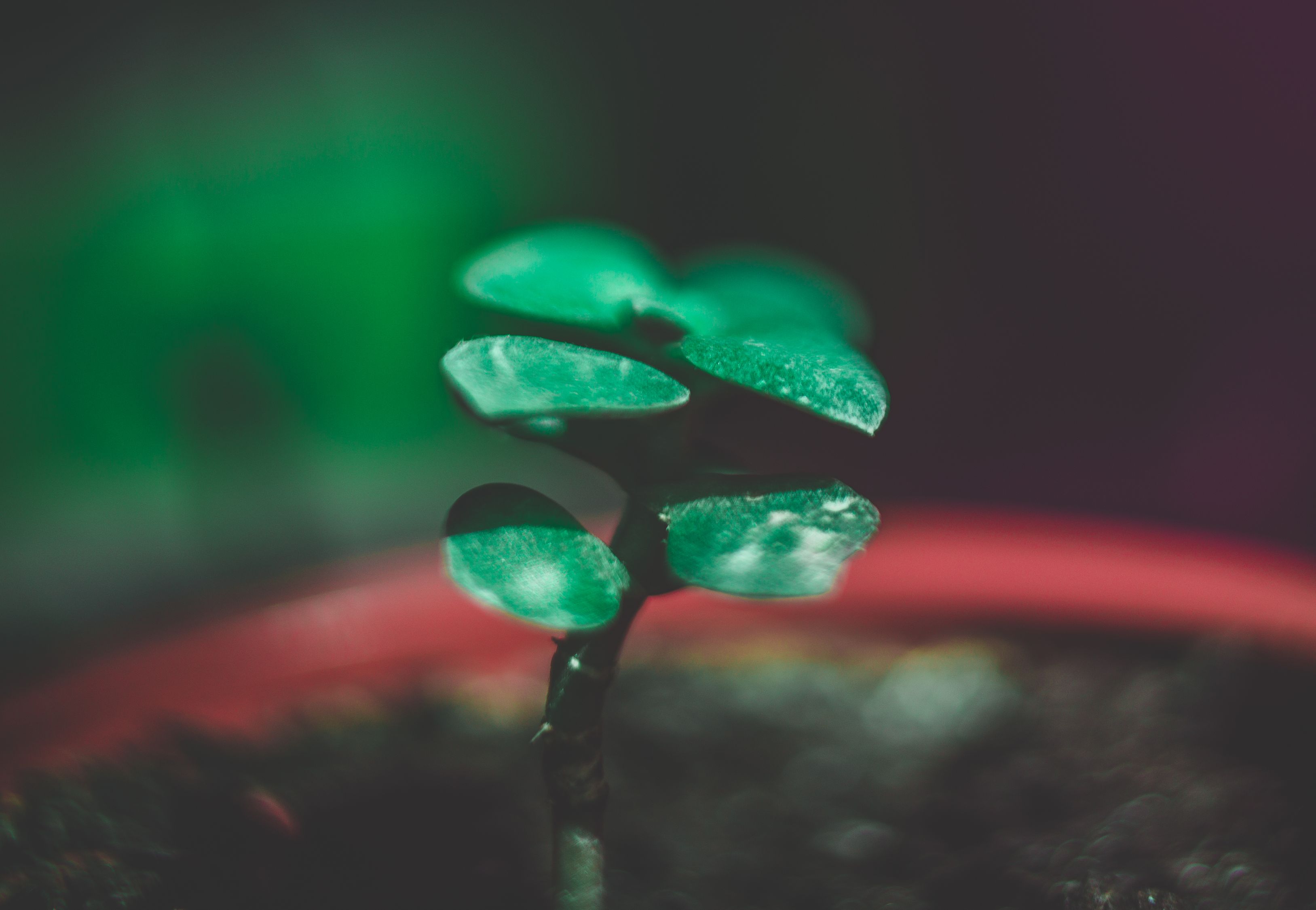 365天，用镜头刻下成长的年轮，那些被视频收藏的进步微光